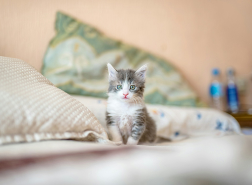 a-kitten-sitting-on-a-bed