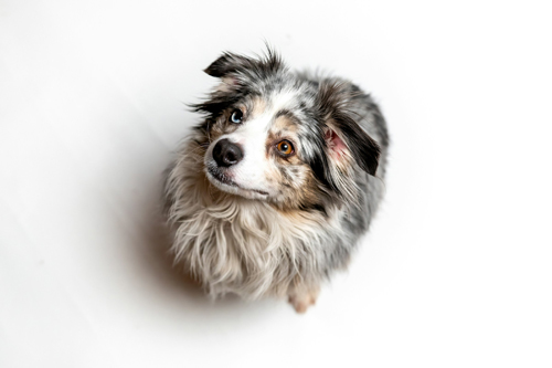 a-liitledog-looking-upward