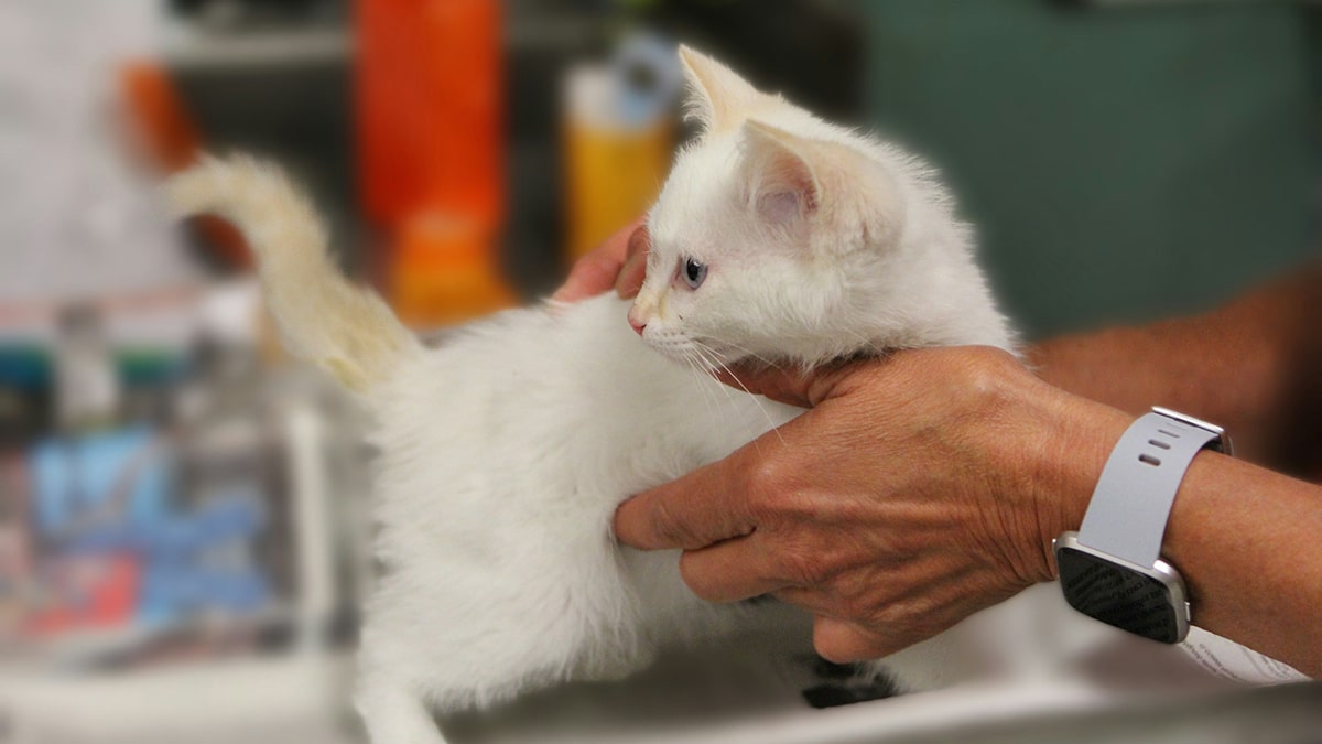 man-holding-cat