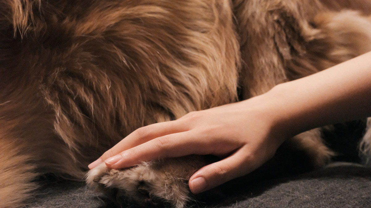 pet-laying-on-bed