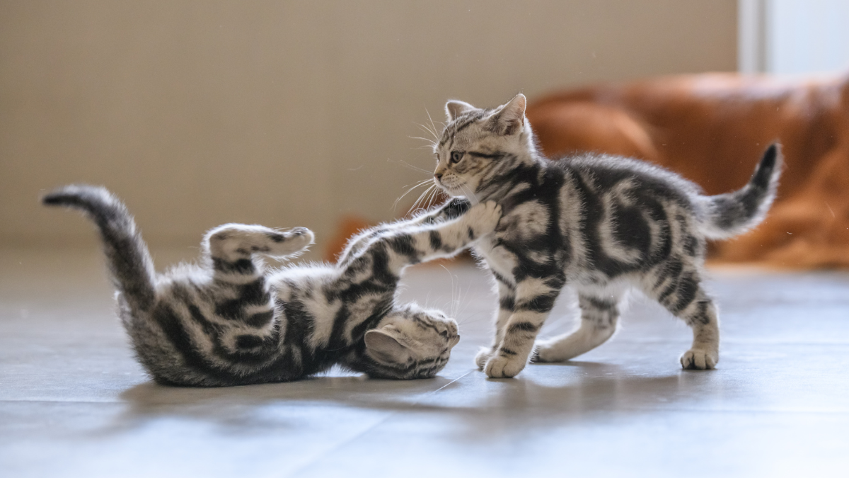 prevention two kittens playing
