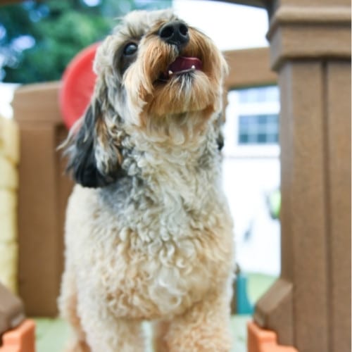 dog-with-owner