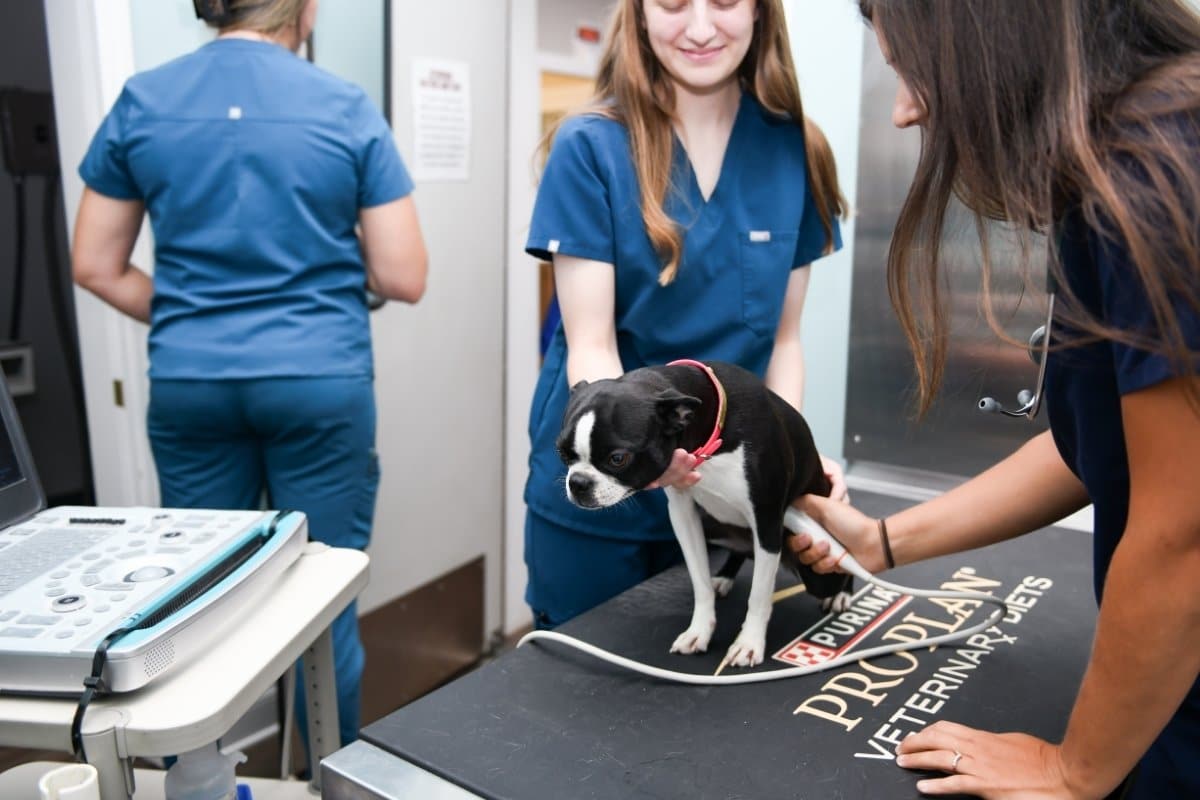 vet performing ultrasound exam